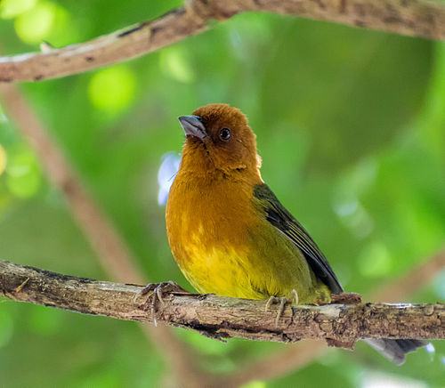 Ochre-breasted brush finch